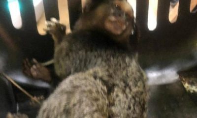 Foto de macaco em gaiola de transporte