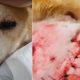 Foto de cachorro triste, à esquerda; foto de ferimento, à direita