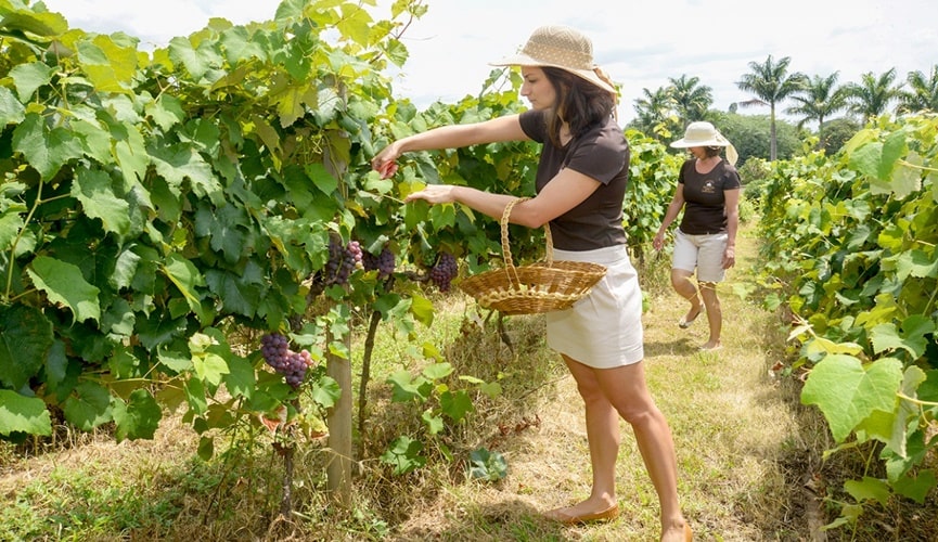 Foto de mulheres colhendo uvas