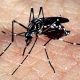 mosquito da dengue pousado em pele