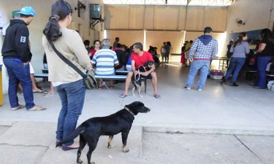 pessoas segurando cães em coleira em fila de espera para castração