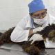 cachorro em maca com veterinária