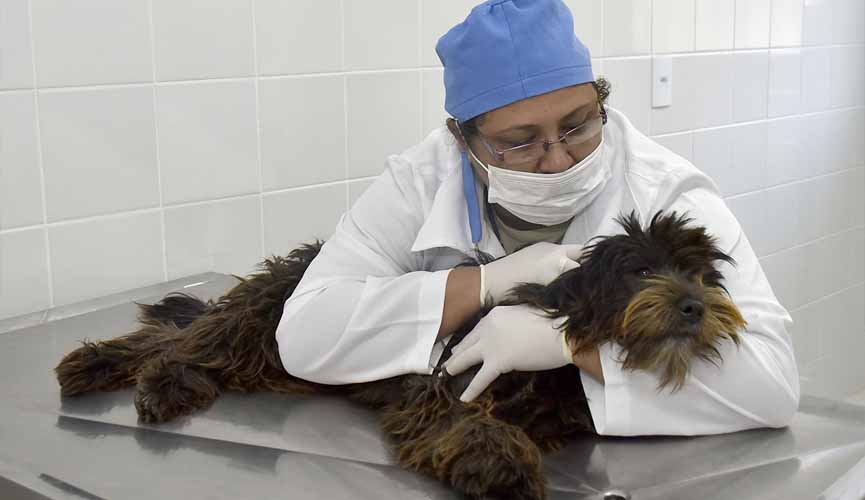 cachorro em maca com veterinária