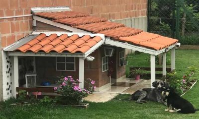 casinha de cachorros com telhado, janelas, varanda e jardim e dois cachorros deitados ao lado olhando para a foto