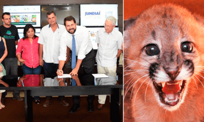 Imagem do prefeito assinando contrato ao lado de representantes da Mata Ciliar; filhote de onça parda