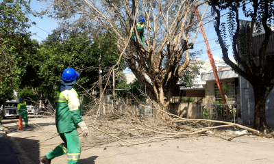 Equipes da Prefeitura realizando remoção de árvore