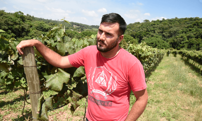 Homem em plantação de uvas