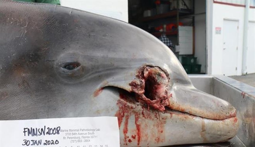 Foto de golfinho morto com cortes na cabeça