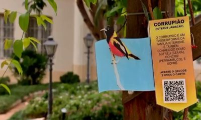 QR CODE com imagem, informações de pássaro chamado corrupião