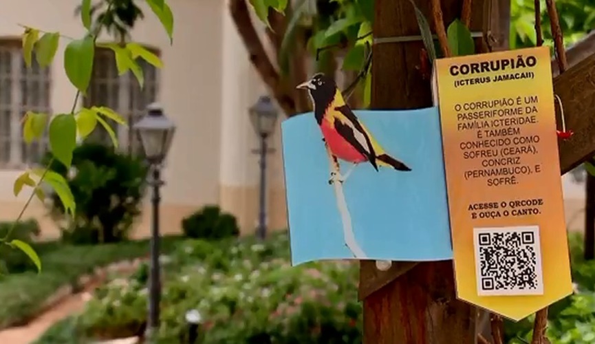QR CODE com imagem, informações de pássaro chamado corrupião