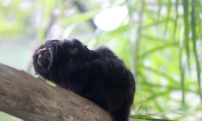 Mico-leão-preto filhote em cima de mico-leão-preto adulto