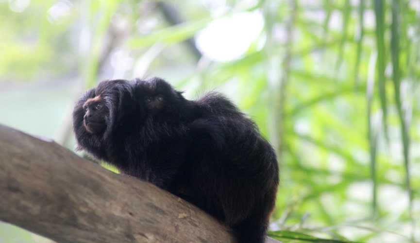 Mico-leão-preto filhote em cima de mico-leão-preto adulto
