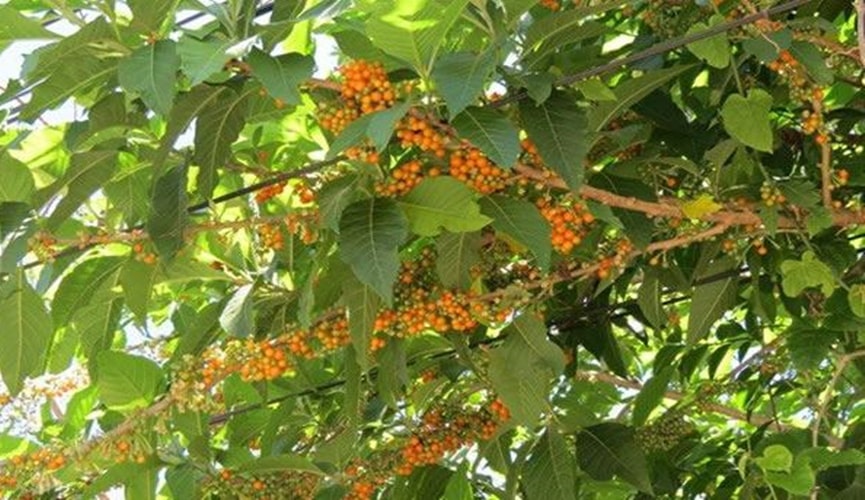 Foto de árvore com frutos amarelos