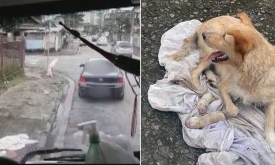 Foto de carro, à esquerda; foto de cachorra com filhotes, à direita