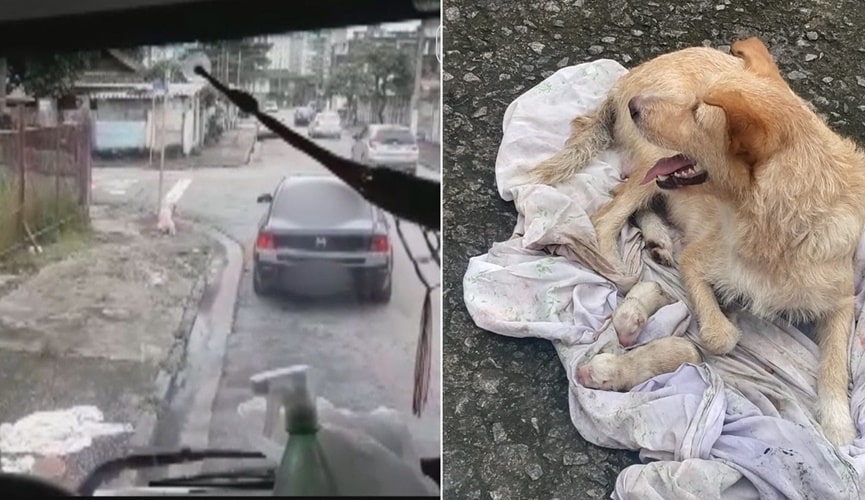 Foto de carro, à esquerda; foto de cachorra com filhotes, à direita