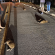 Filhotes de capivara mortos em rua de asfalto