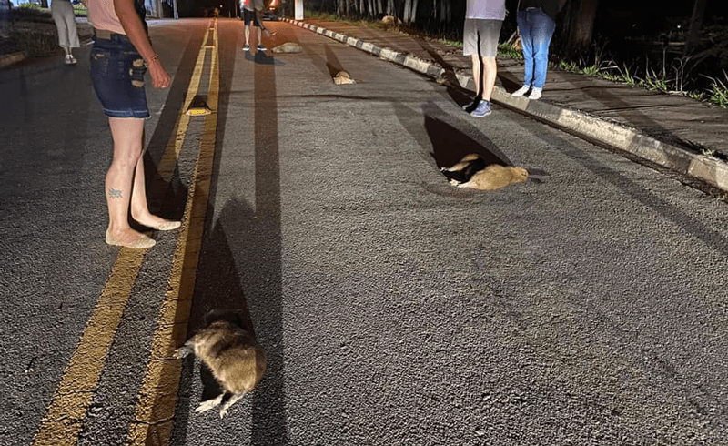 Filhotes de capivara mortos em rua de asfalto