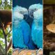 Fotos de Bugio marrom, ararinha-azul e jararaca-ilhôa