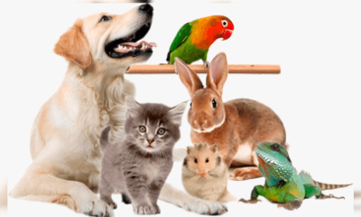 Cachorro, gato, coelho, ouriço, lagarto e ave em foto