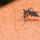 Mosquito Aedes aegypti