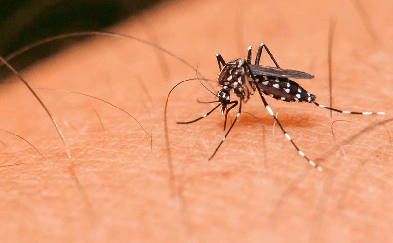 Mosquito Aedes aegypti