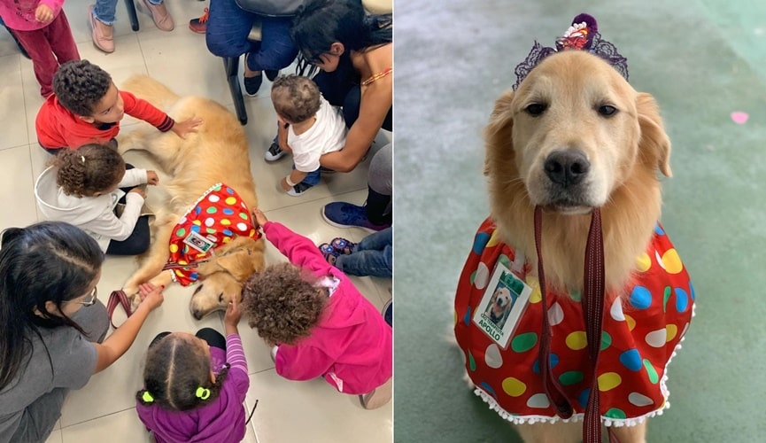 Cão deitada cercado de crianças, à esquerda; cão fantasiado de palhaço, à direita