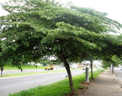 Foto de árvore em calçada