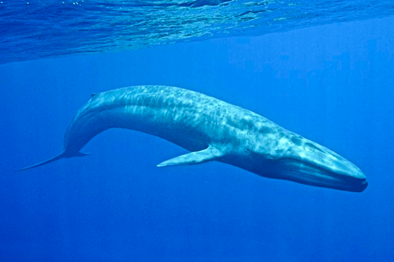 Baleia-azul 