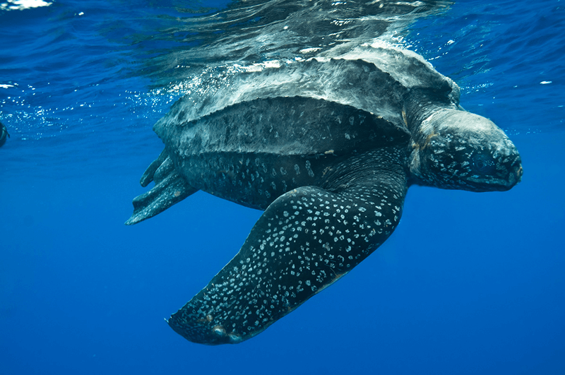 Tartaruga-de-couro em mergulho