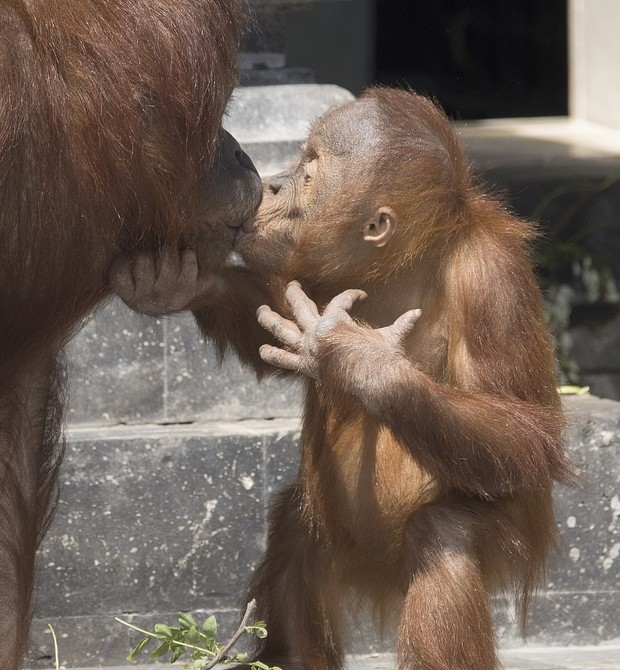 Macacos se beijando