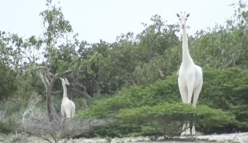 Foto de girafa branca