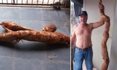 Foto de mandioca no chão, à esquerda; foto de homem ao lado de mandioca gigante, à direita