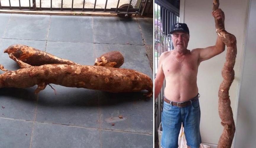 Foto de mandioca no chão, à esquerda; foto de homem ao lado de mandioca gigante, à direita