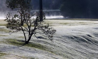 Foto de árvore congelada