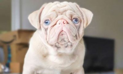 Foto de cachorro rosa com olhos azuis