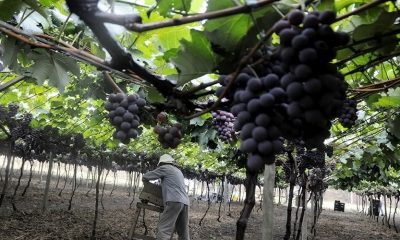 Foto de plantação de uva