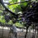 Foto de plantação de uva