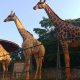 Foto de girafas