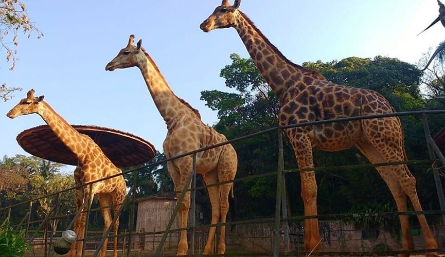 Foto de girafas