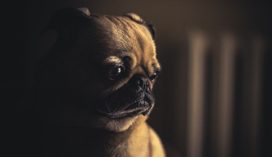 Foto de cão deprimido