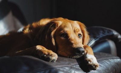 Foto de cachorro em sofá