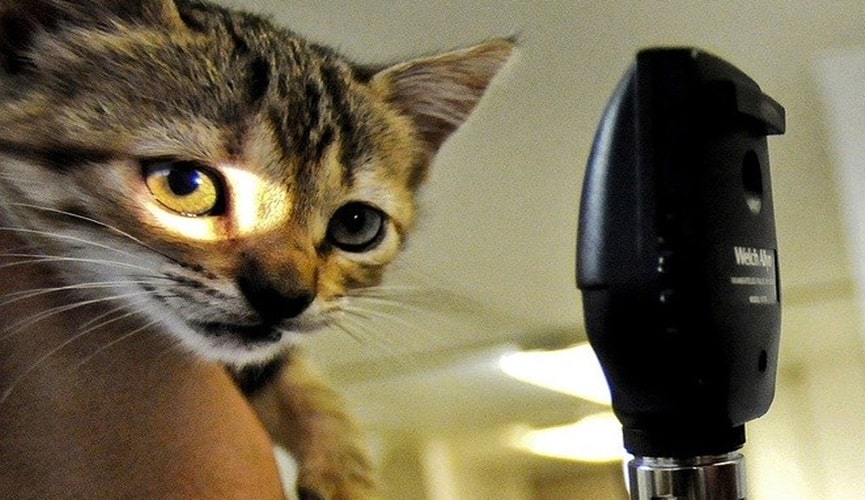 Foto de gato sendo examinado
