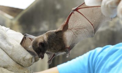 Foto de morcego