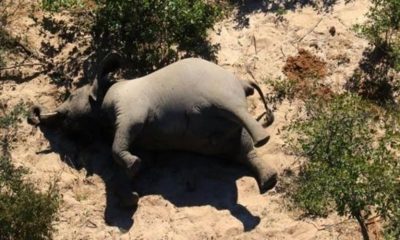 Elefante morto em Botsuana