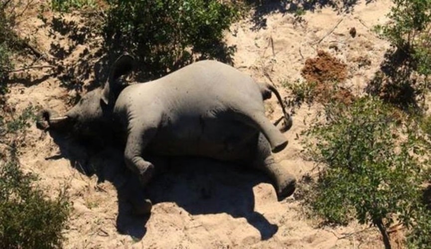 Elefante morto em Botsuana