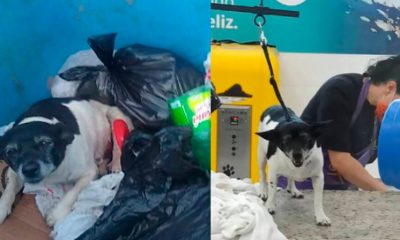 Cachorra resgatada no lixo em Botucatu. (Foto: Reprodução)