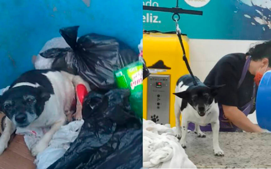 Cachorra resgatada no lixo em Botucatu. (Foto: Reprodução)