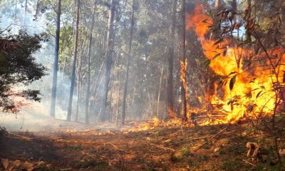 Fogo na Serra do Japi. (Foto: Divulgação/PMJ)