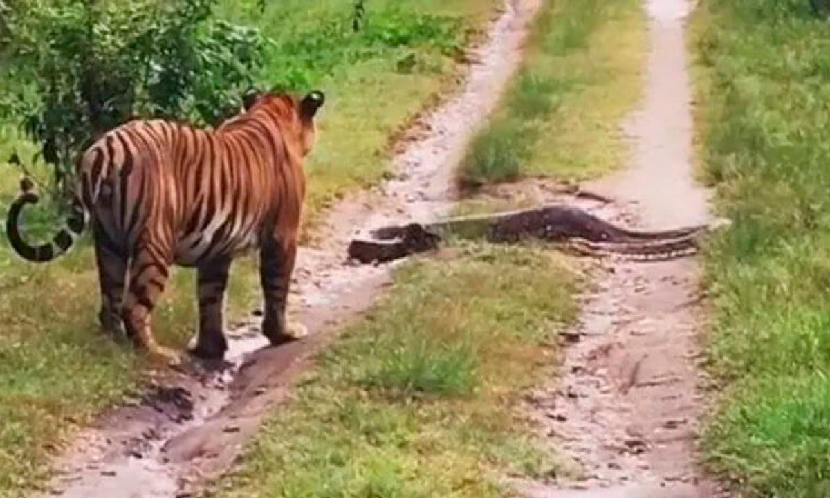 Cachorro salva a vida de homem atacado por tigre na Índia, Mundo Insólito