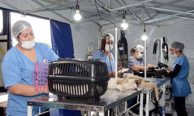 Mutirão de castração de cães e gatos em Várzea Paulista. (Foto: Divulgação)